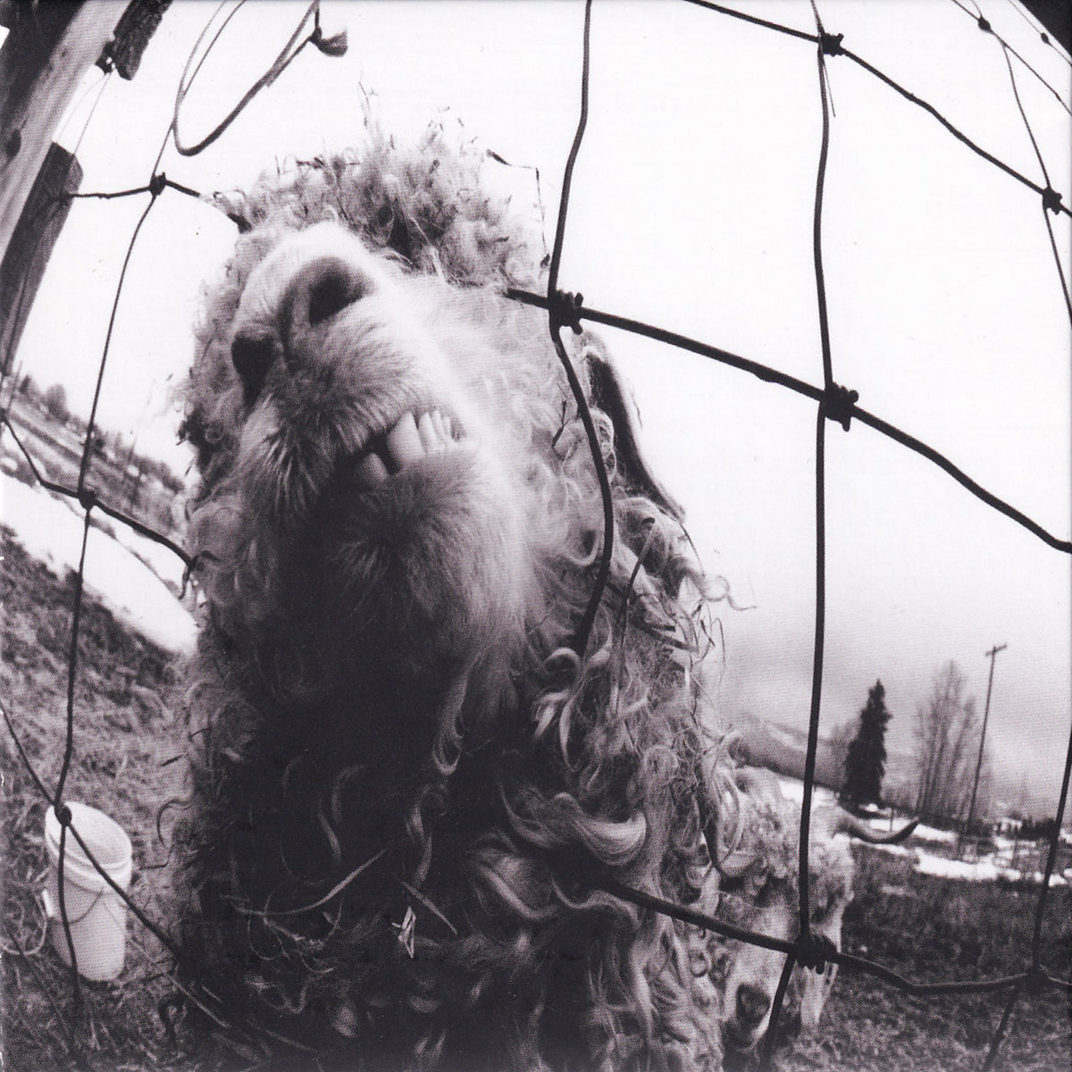 Vs. / Vitalogy