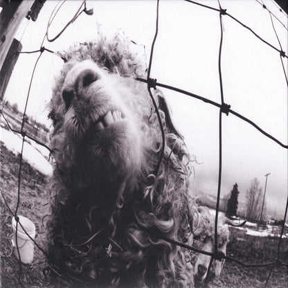 Vs. / Vitalogy