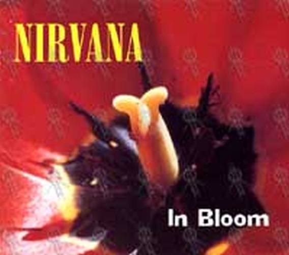 NIRVANA - In Bloom - 1